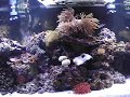 Nova tecnologia em movimentação do aquario marinho 