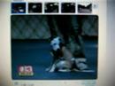 Pit Bulls Confiscated After Woman Is Mauled