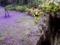 Bow Hunting Racoon with Adam Musgrave of B2E Hunt Club