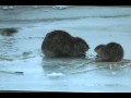 Wildlife Photography