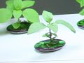 AeroGarden International Basil Seed Kit 3 of 7