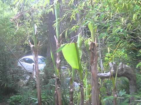 how to fertilize musa basjoo
