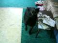 videos de Pigpig
