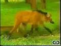 videos de Cães do bioma cerrado