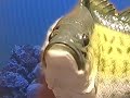 av-fish.html