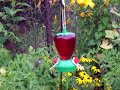 hummingbird hummingbird