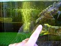 onze schildpadden onze schildpadden
