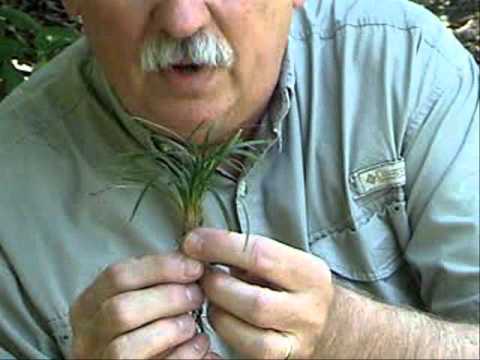 how to transplant monkey grass