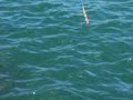 垂水 えびまき 002.mov