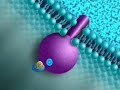 more mitochondrial ATP