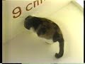 赤塚不二夫さん宅の猫。
85年頃。