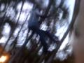 boy climb tree