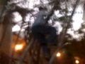 boy climb tree