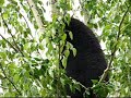 Black Bear Black Bear