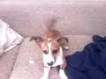 Rustee BABY Rustee BABY
