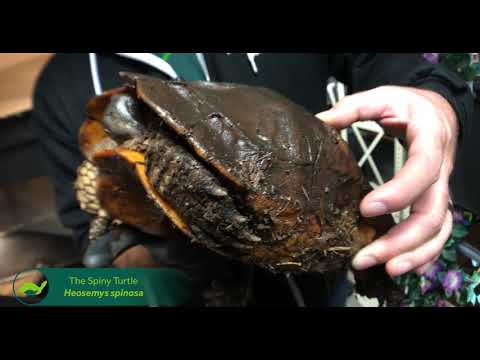 YouTube reptile video