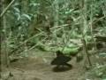 GASBA chawiya clip