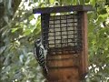 Downy at suet feeder Downy at suet feeder