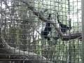 videos de Monkey Jumping