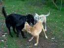 taba lia yara spelen.......