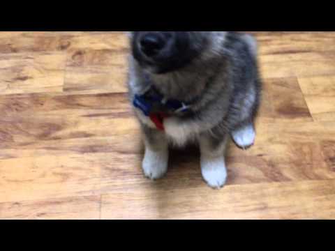 siberian husky