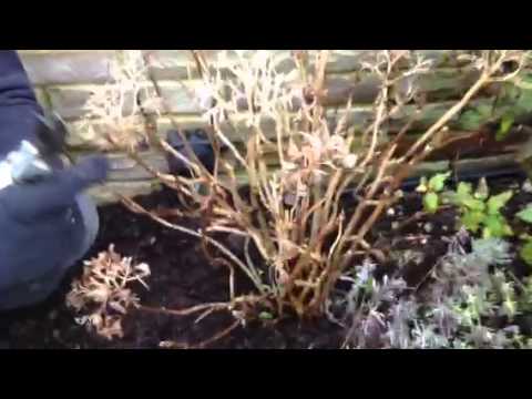 how to care hydrangea macrophylla
