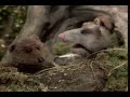 Muppet Show. Opossum - For What It\