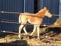 Grace, Palomino Racking Horse filly Grace, Palomino Racking Horse filly