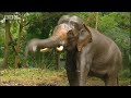 Ultimate Killers: Angry Elephants