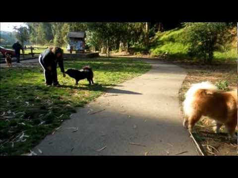 CHOW CHOW