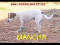 Adopciones urgentes 21/11/08 sosanimales.es