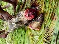 varken slachte in papua deel 1 varken slachte in papua deel 1