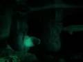 videos de Klondike and Aurek Swim