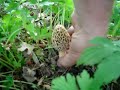 Morel Mushrooms in s.e. MN.  Part 2