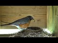 Robin Feeding and Incubating