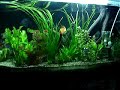 aquarium side B update 251009