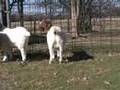 Rutherford County 4-H Livestock Judging- Goats