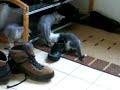 kittens... shoe goblins kittens... shoe goblins
