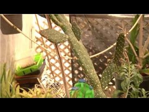 how to replant cactus babies