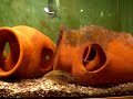 Cichlasoma Ornatum