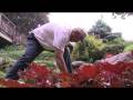 videos de Wolverine Lawn Care