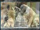 animali video