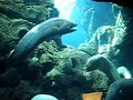Eels at Sea World, San Diego