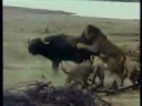 videos de dangerous/felinos part 2/lions/selvagem/predador