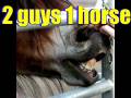 2 Guys 1 Horse Reaction Video [Adult Content Hinted at...]