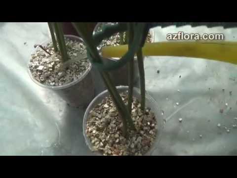 how to transplant anthuriums