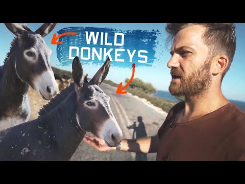 Hunting for the Wild War Donkeys of Cyprus | Cyprus, Uncharted, Ep. 3