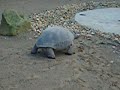 tortoise walking tortoise walking