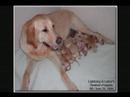New born Pups!! New born Pups!!
