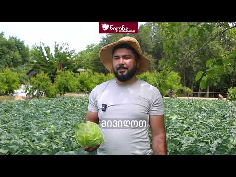 ქართული კომბოსტო, პირდაპირ ფერმიდან!

